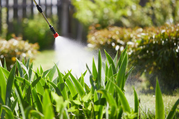 24/7 Emergency Termite Control experts in Clayton, MO